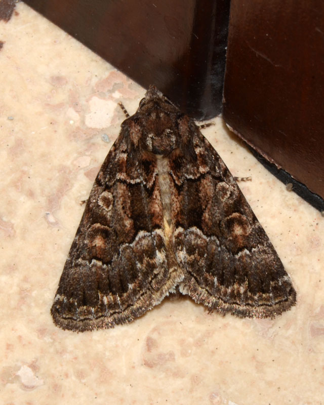 Noctuidae da determinare